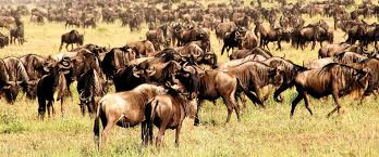 Great Migration in Serengeti